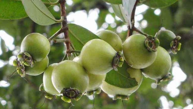 Cây Roi. Syzygium jambos - Cây Thuốc Nam Quanh Ta